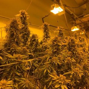 Meet your Posher, Luther